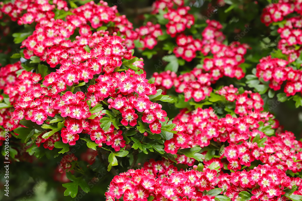 A beautiful Hawthorn Tree (Crimson Cloud) in full flower in early May in my back garden in Cardiff, South Wales, UK A beautiful Hawthorn Tree (Crimson Cloud) in full flower in early May in my back garden in Cardiff, South Wales, UK
