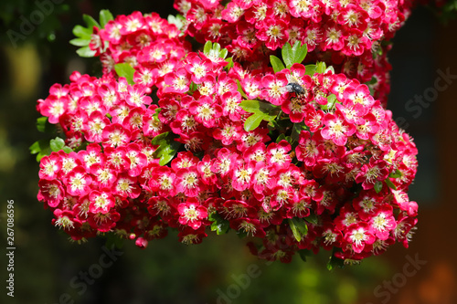 A beautiful Hawthorn Tree  Crimson Cloud  in full flower in early May in my back garden in Cardiff  South Wales  UK