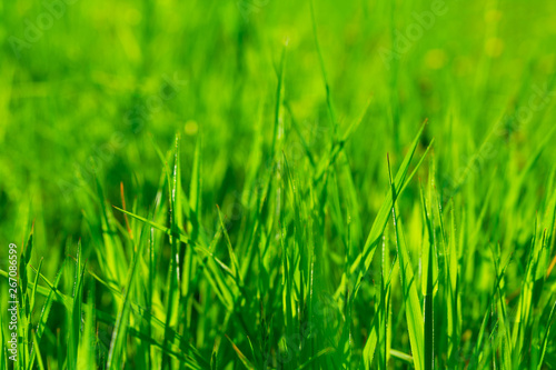 Close up vibrant fresh green grass. Spring background. Copy space. Soft focus