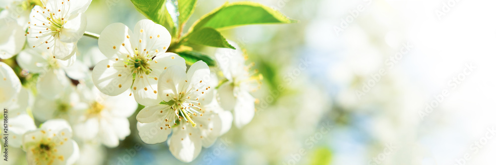 Fototapeta Baner 3:1. Kwiat wiśni w pełnym rozkwicie. Tło wiosna. Skopiuj miejsce