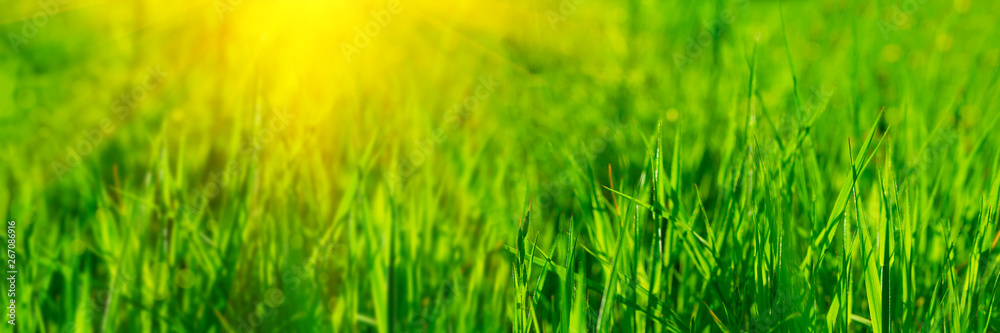 Banner 3:1. Close up vibrant fresh green grass with sunlight rays. Spring background. Copy space. Soft focus