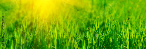 Banner 3:1. Close up vibrant fresh green grass with sunlight rays. Spring background. Copy space. Soft focus © thayra83