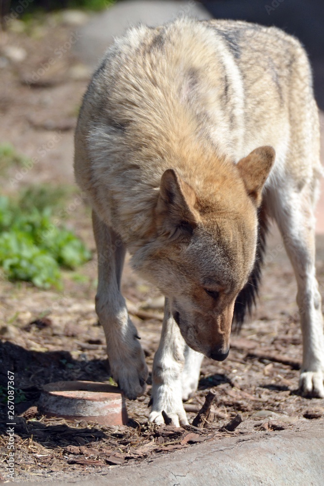 Big ,beautiful ,gray wolf on the road Big ,beautiful ,gray wolf on the road
