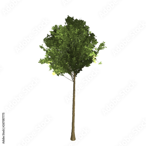 Green tree 3D rendering graphic picture isolated on white background. For decorating the garden and forest.