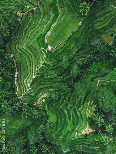 Ubud, Bali, Indonesia, Top Aerial View of Tegallalang Rice Terrace