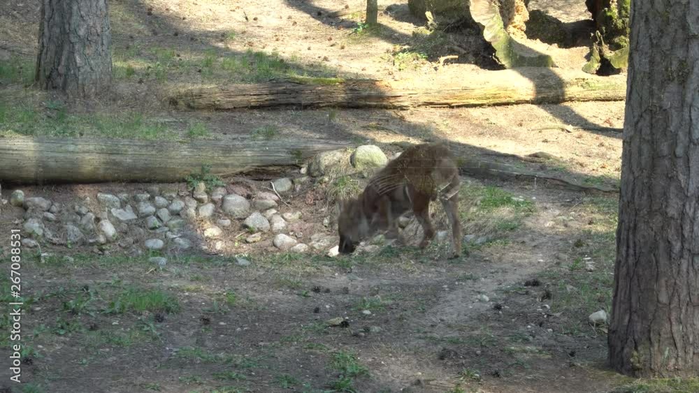 The Dhole (Cuon alpinus) animal is known elsewhere as mountain wolf, Asian wild or the red dog. The Dhole (Cuon alpinus) animal is known elsewhere as mountain wolf, Asian wild or the red dog.