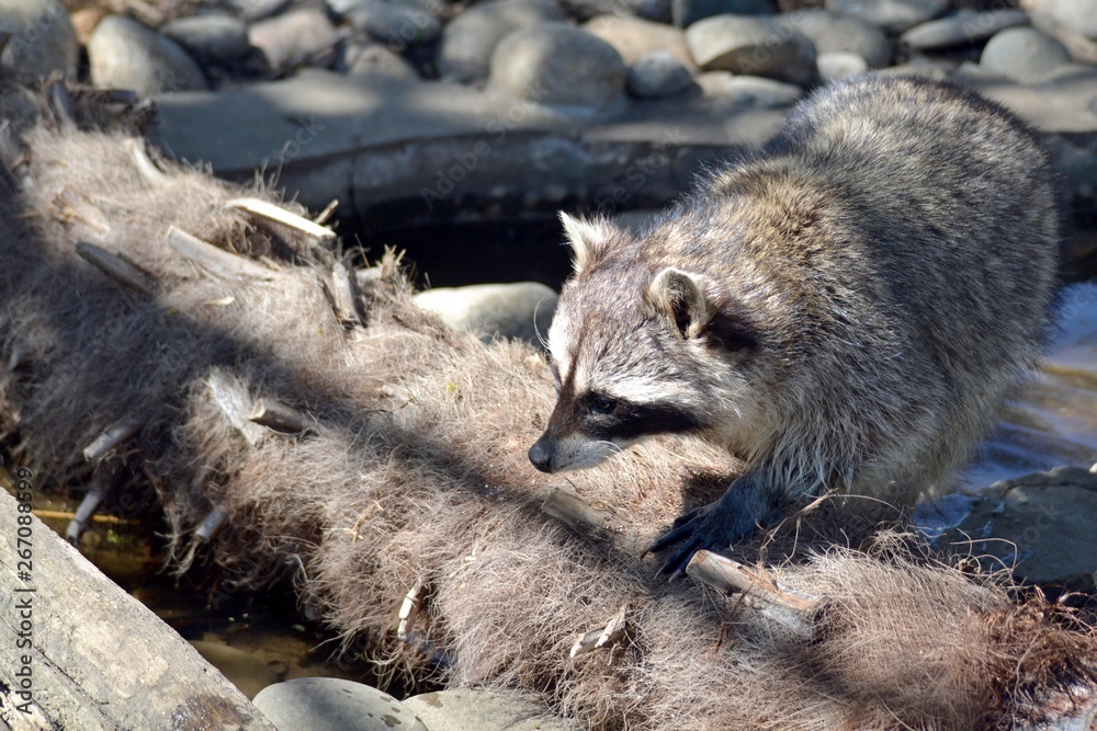 Fototapeta premium Raccoon passes a fallen tree