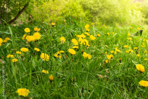 Spring dandelion glade. Many yellow flowers, grass and warm light.