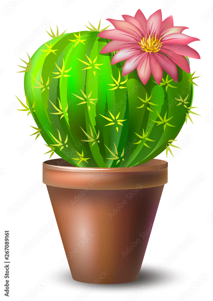 Round Cactus with Pink Flower Stock Vector - Illustration of