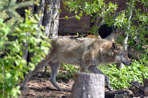 Wolf goes on spring the forest