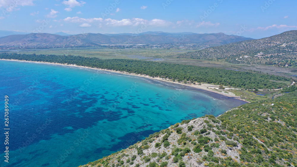 Fototapeta premium Aerial bird's eye view photo taken by drone of tropical seascape and sandy beach with turquoise clear waters and pine trees