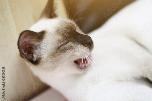 Siamese Cat relax and yawning on the table near window with sunlight.