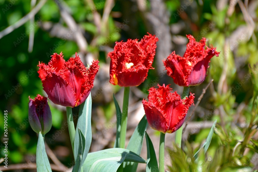 Obraz premium red velvet tulips in the garden