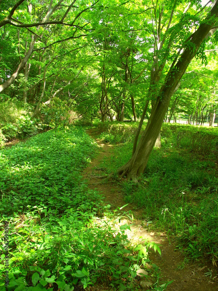 Fototapeta premium 木漏れ日の新緑の林風景