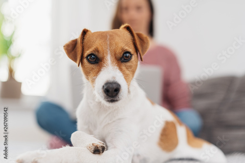 Cute alert little white and tan terrier dog