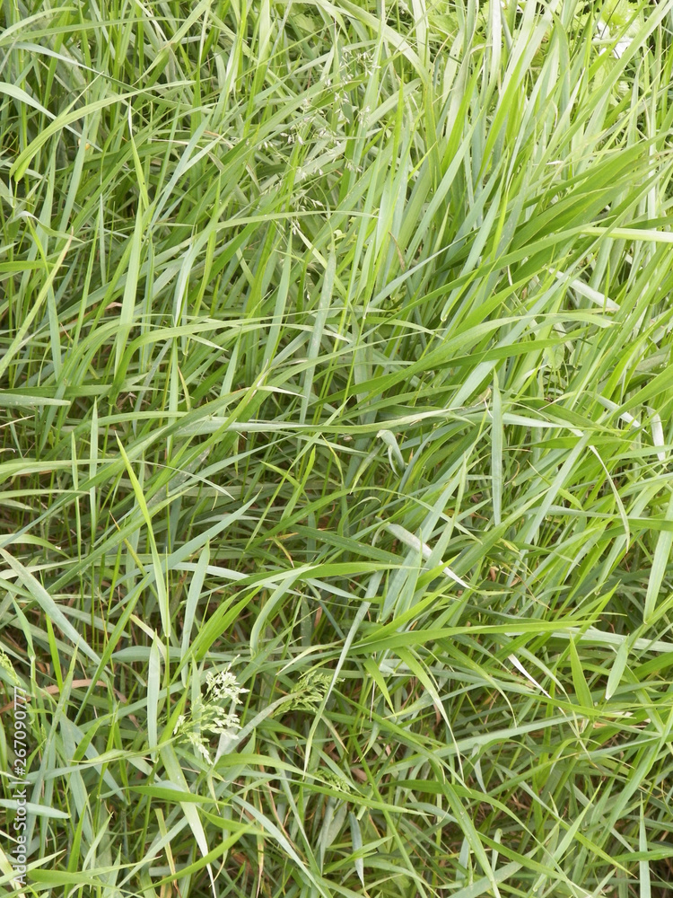 Green grass as background. Green grass as background.