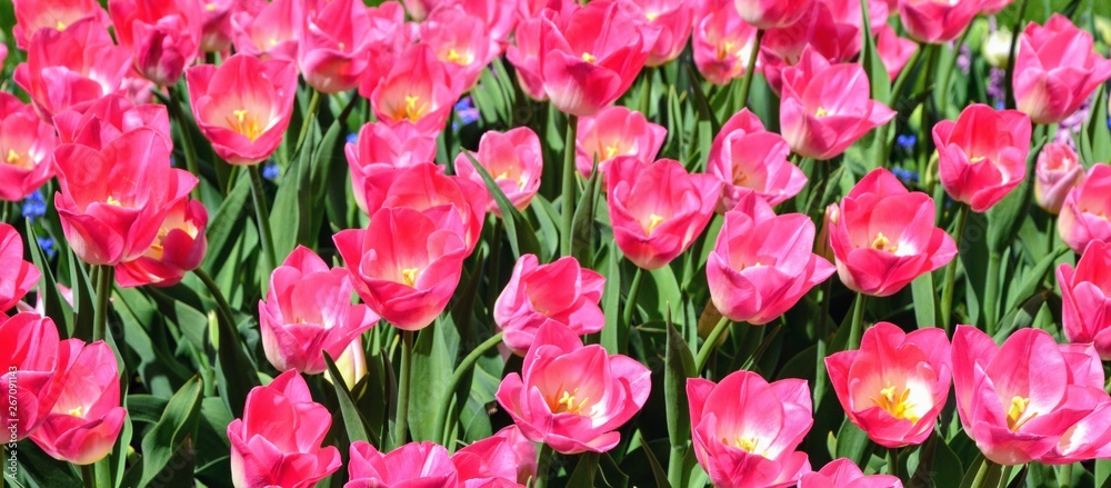 Flowers, pink tulips in full bloom in a botanical garden in spring. Natural floral background, panoramic photo. Tulipa - genus of  spring-blooming perennial herbaceous bulbiferous geophytes. Panorama