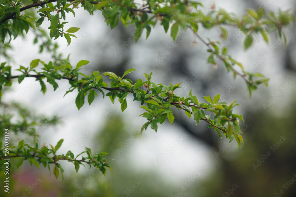 Branch with the green leaves in spring Branch with the green leaves in spring