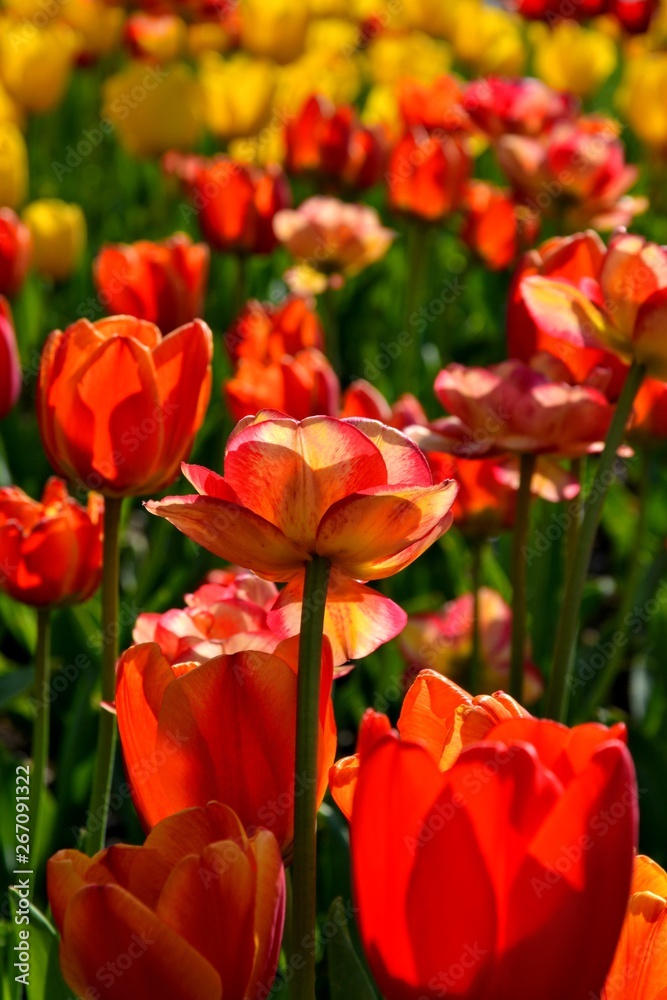 Flowers, red tulips in full bloom in the spring garden. Natural floral background. Tulipa - genus of spring-blooming perennial herbaceous bulbiferous geophytes Flowers, red tulips in full bloom in the spring garden. Natural floral background. Tulipa - genus of spring-blooming perennial herbaceous bulbiferous geophytes