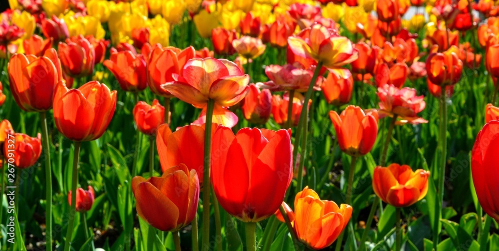 Flowers, red and yellow tulips in full bloom in the spring garden. Natural floral background. Tulipa - genus of  spring-blooming perennial herbaceous bulbiferous geophytes. Panoramic view
