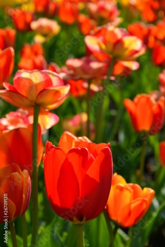 Flowers  red  tulips in full bloom in the spring garden. Natural floral background. Tulipa - genus of  spring-blooming perennial herbaceous bulbiferous geophytes 