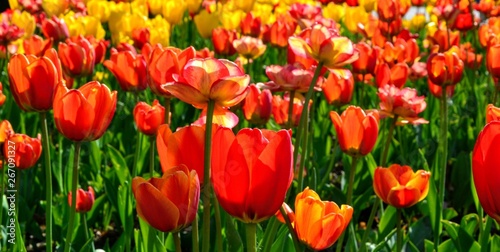 Flowers  red and yellow tulips in full bloom in the spring garden. Natural floral background. Tulipa - genus of  spring-blooming perennial herbaceous bulbiferous geophytes. Panoramic view