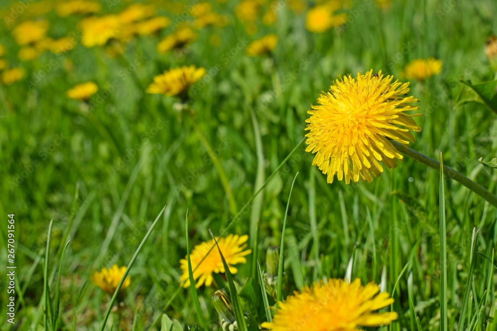 Beautiful dandelions on the green grass.Spring meadow. Beautiful dandelions on the green grass.Spring meadow.
