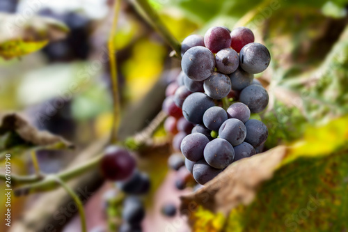 Bunches of black grapes on vine.