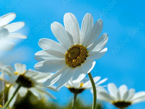 Oxeye Daisies. Oxeye daisy   Leucanthemum vulgare   is a perennial plant in the aster family  Asteraceae   commonly grown as an ornamental. 