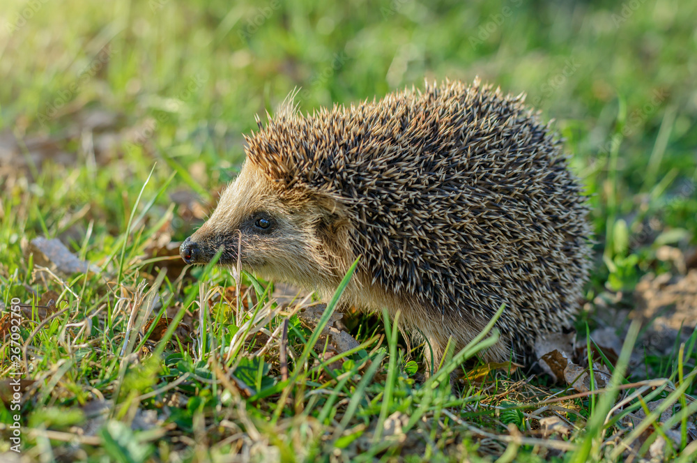 Еж на зеленой траве, солнечный летним днем Hedgehog on green grass, sunny summer day Еж на зеленой траве, солнечный летним днем Hedgehog on green grass, sunny summer day