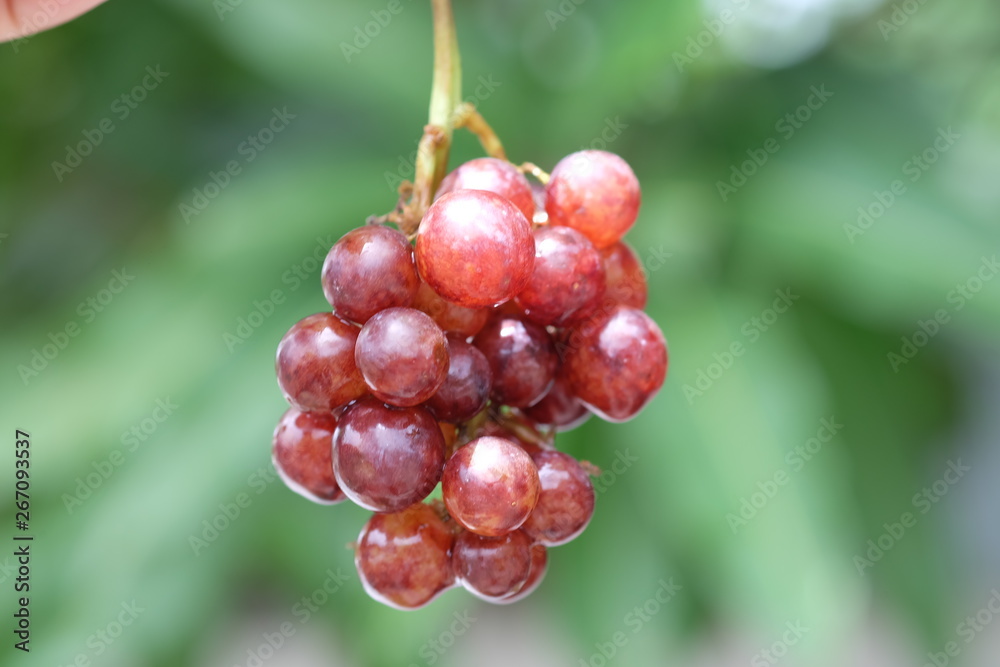 Purple grapes  blurred background.