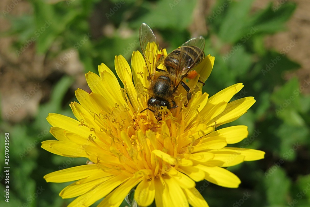 Bee on dandelion flower in the garden, closeup Bee on dandelion flower in the garden, closeup