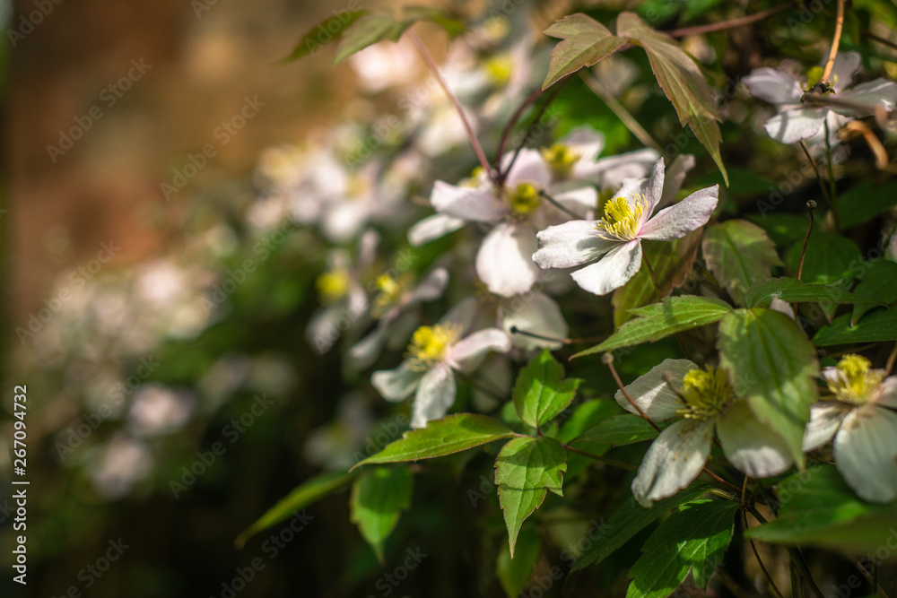 Anemone Clematis Growing Along a Garden Fence Anemone Clematis Growing Along a Garden Fence