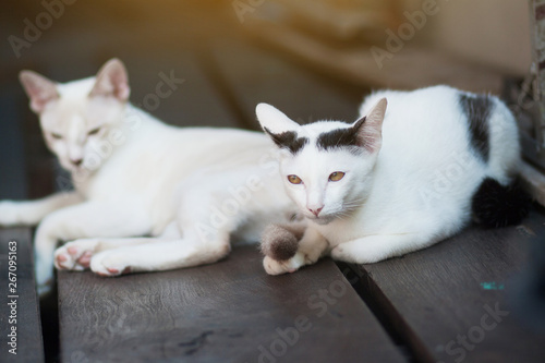 Two Kitten cats sitting and enjoy on wood terrace with sunlight