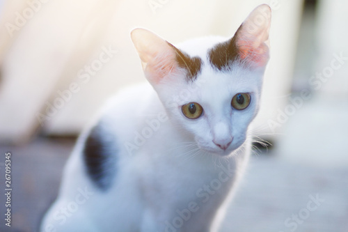 Fototapeta Naklejka Na Ścianę i Meble -  Kitten White cat sitting and enjoy on wood terrace with sunlight