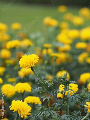 Marigold yellow flower selective focus blurred of background