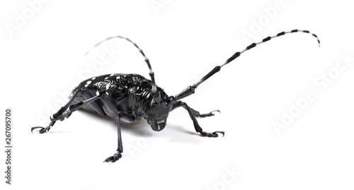 side view longicorn on a white background close up