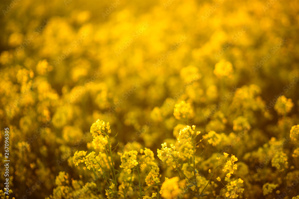 yellow flowers in a rapeseed field during flowering yellow flowers in a rapeseed field during flowering