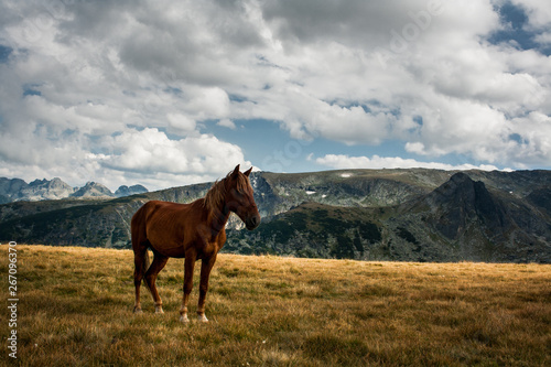horse on a pasture