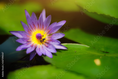 Bees in lotus pink flower.Blooming Water lily ( Nymphaea stellata Willd ) float in tranquil river garden. Copy Space