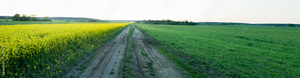 panorama of a country road among a blooming field
