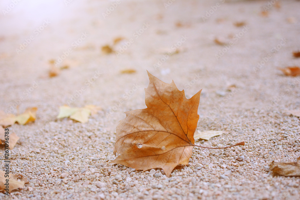BACKGROUNDS AUTUMN LEAVES ON GROUND. LOW ANGLE VIEW. BACKGROUNDS AUTUMN LEAVES ON GROUND. LOW ANGLE VIEW.