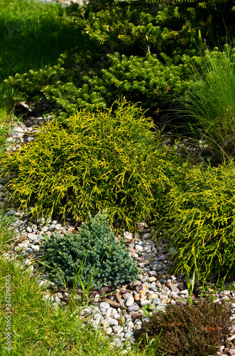 Various evergreen plants in the garden