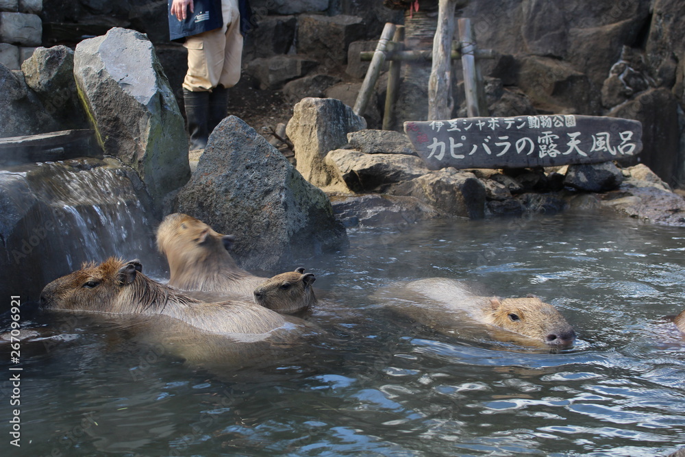 Fototapeta premium カピバラの温泉
