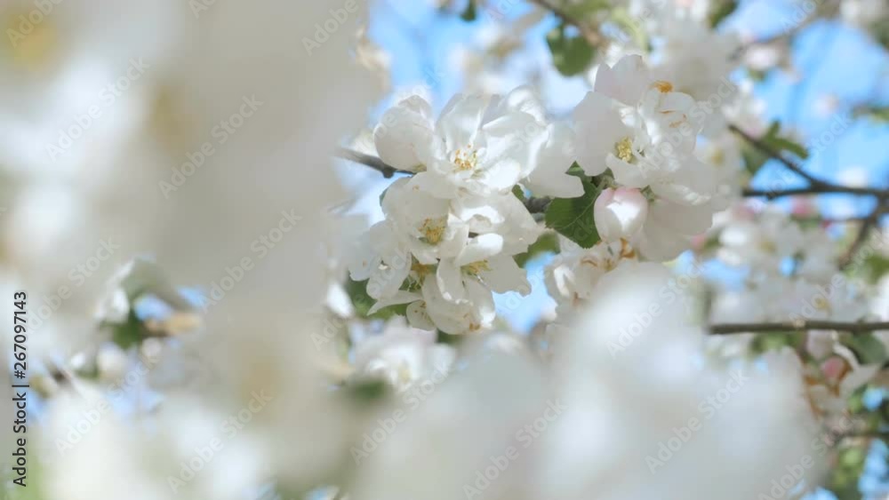 Close up for white apple flower buds on a branch. Closeup on flowering bloom of apple tree blossoming flowers in spring garden. Slow motion. Shallow DOF. Spring day. Blue sky.