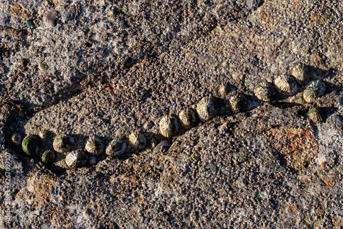 Limpets attached to a rock surface photo