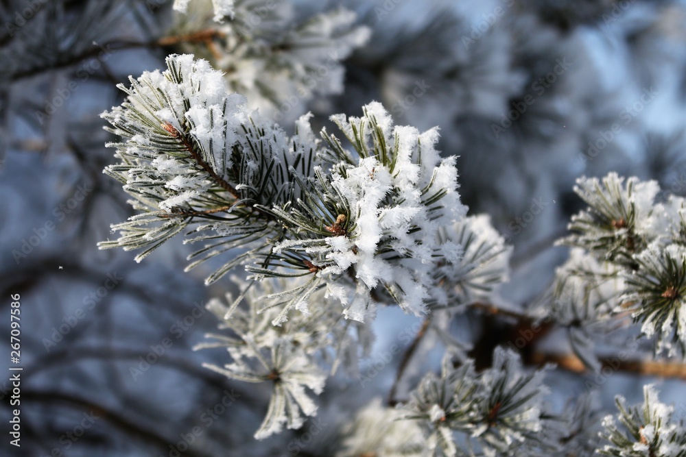 Pine branch in the snow Pine branch in the snow