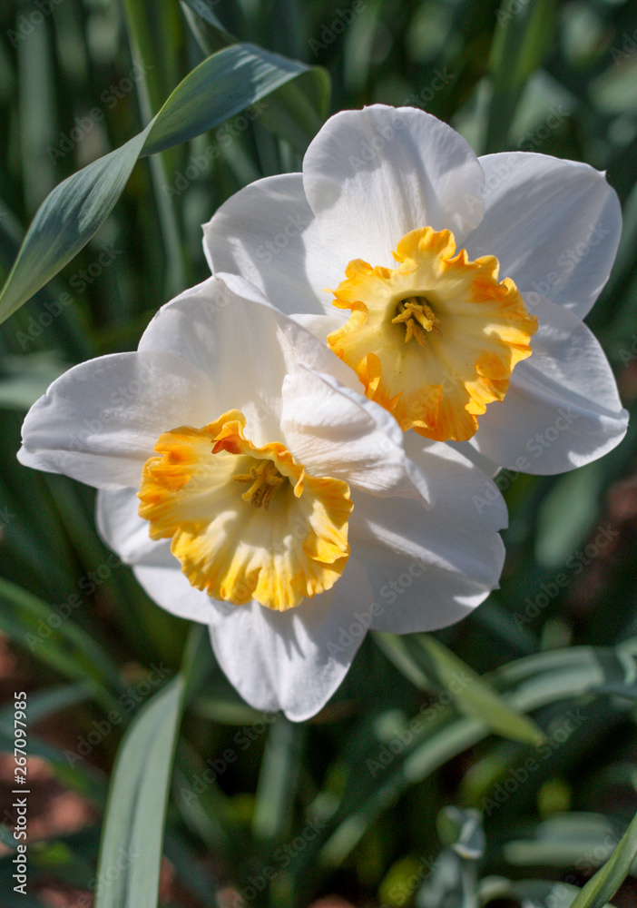 Fototapeta premium beautiful flowers in nature in the botanical garden
