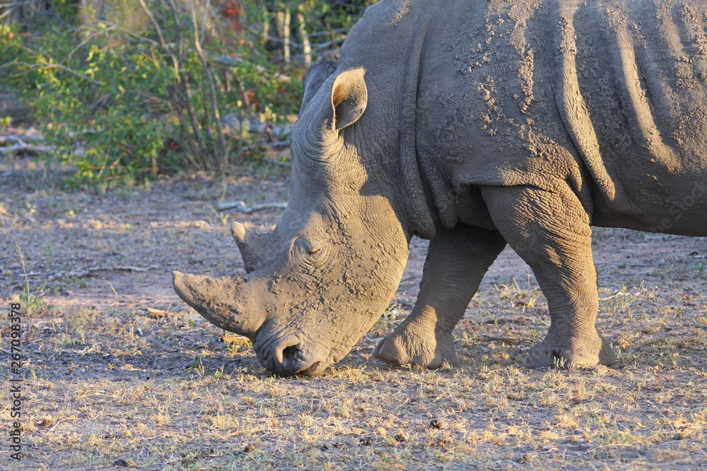 Fototapeta premium portrait d'un rhinocéros