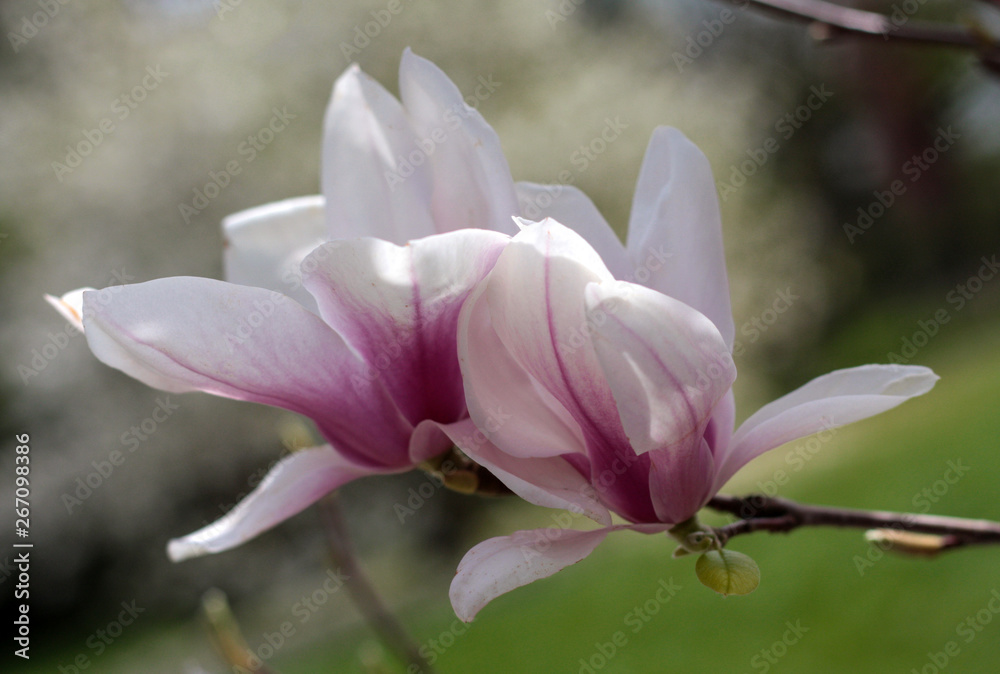 beautiful flowers in nature in the botanical garden beautiful flowers in nature in the botanical garden